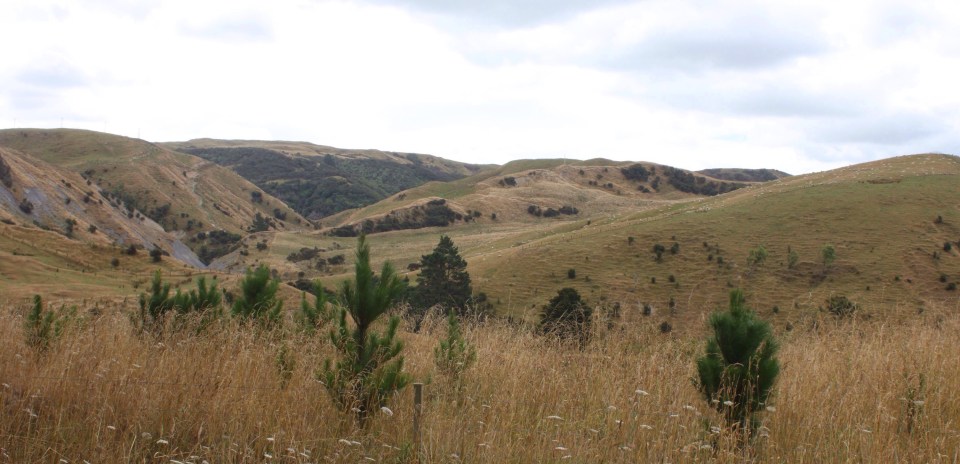 Processed with Rookie