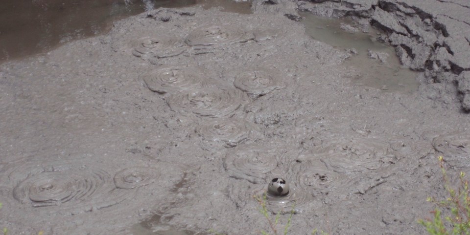 Processed with Rookie