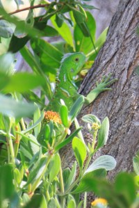 Processed with Rookie Cam