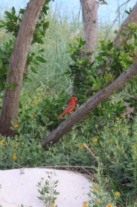 Processed with Rookie Cam