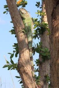 Processed with Rookie Cam